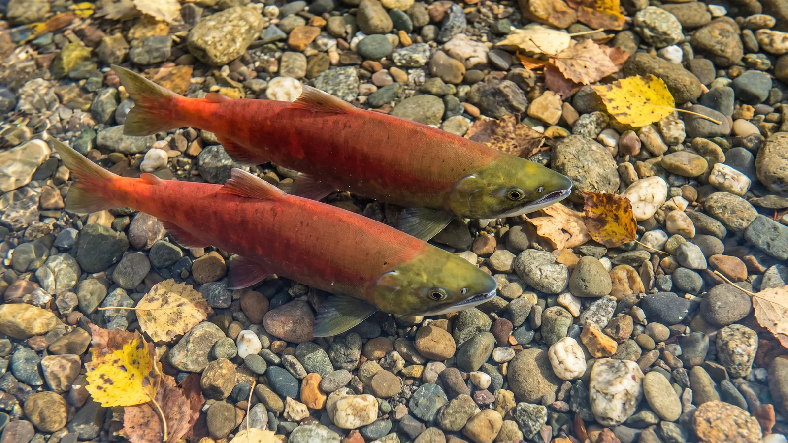 Two red kokanee salmon swimming over stream stones