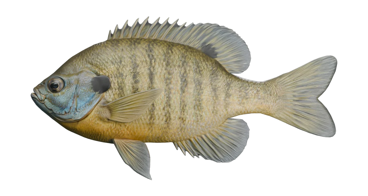 Illustrative bluegill exterior