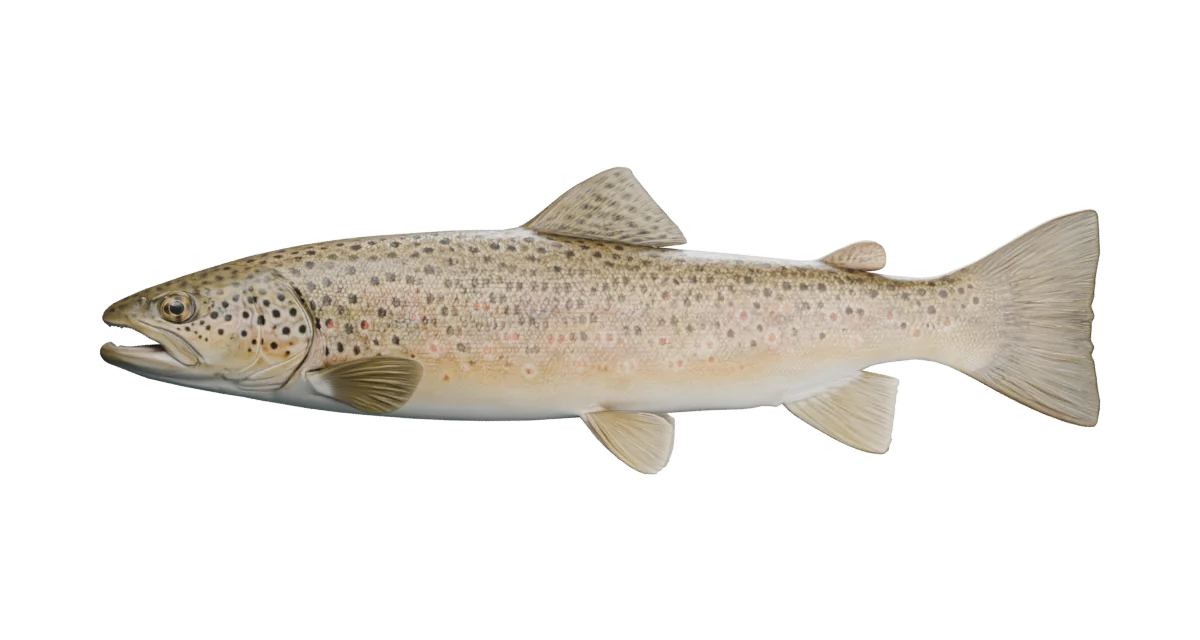 Illustrative brown trout exterior