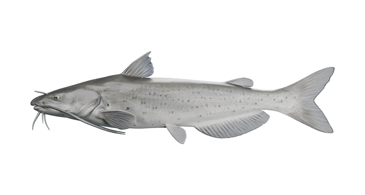 Illustrative channel catfish exterior