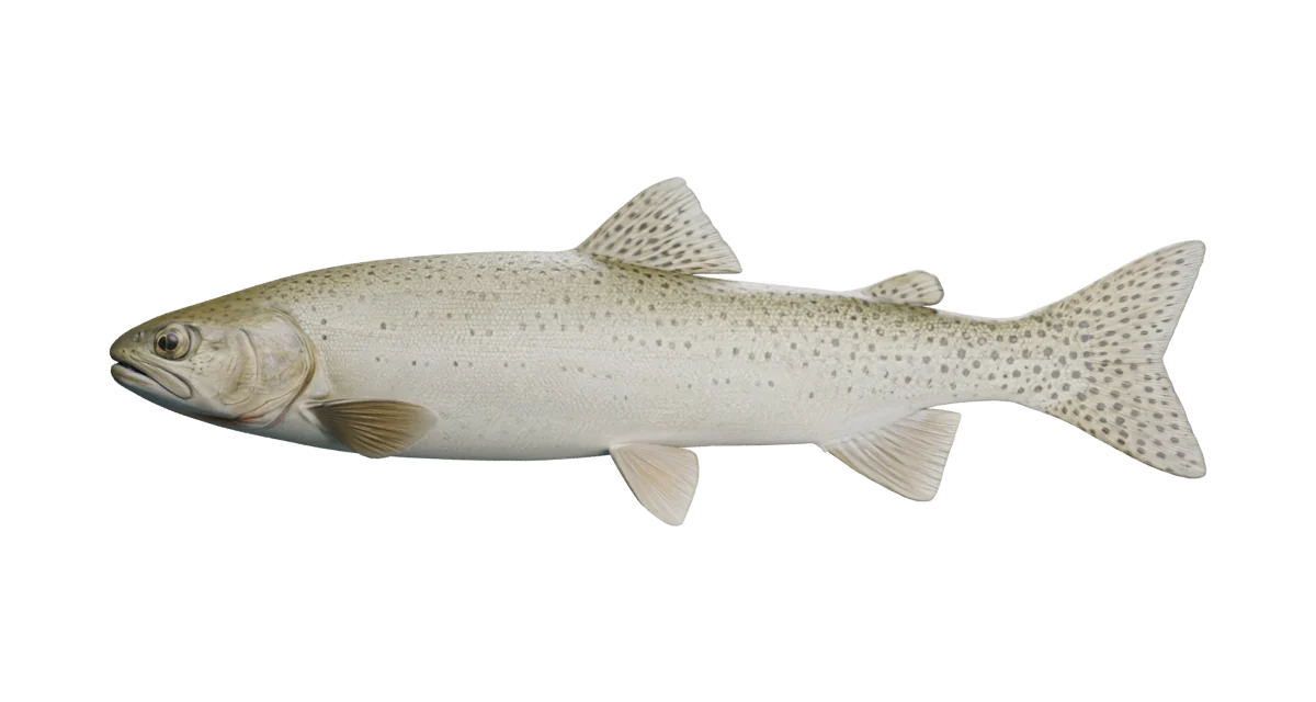 Illustrative cutthroat trout exterior