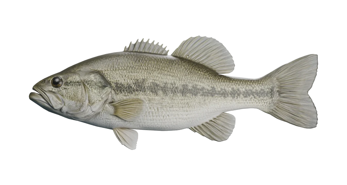 Illustrative largemouth bass exterior