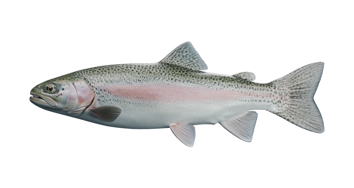 Illustrative rainbow trout exterior