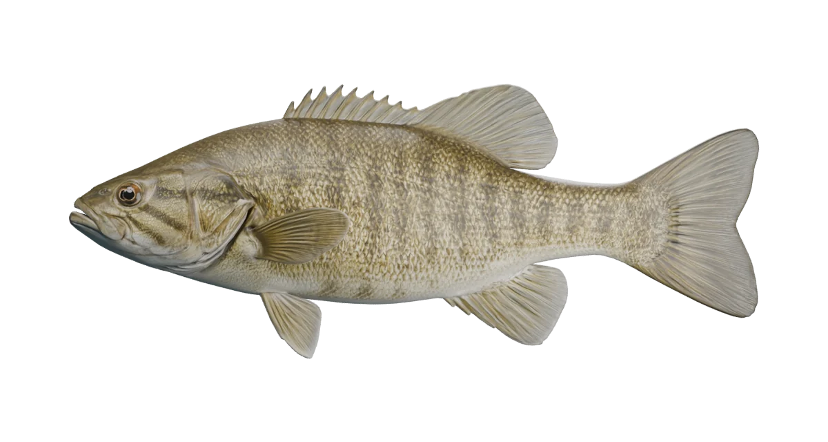 Illustrative smallmouth bass exterior